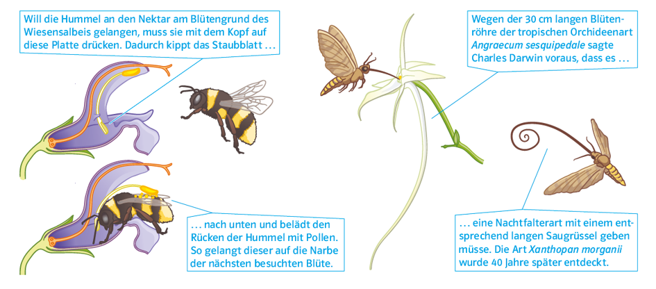 Von Bienen Blumen Und Der Koevolution Obv Magazin